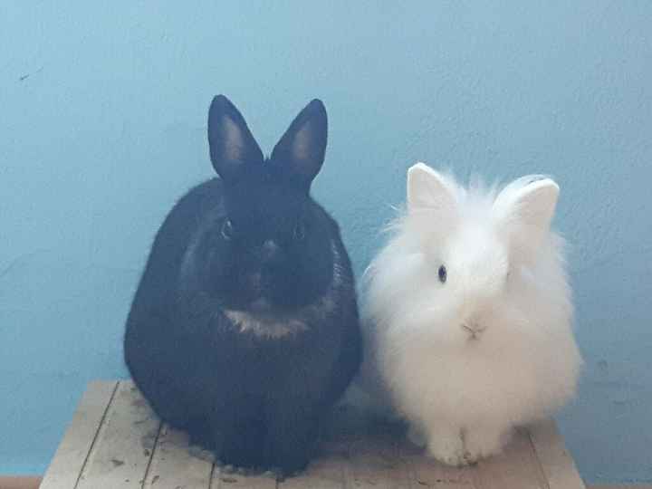 Mascotas en casa: ¿sí o no? - 3