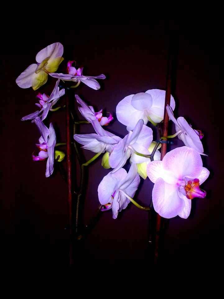 las orquideas de mi chico ;)