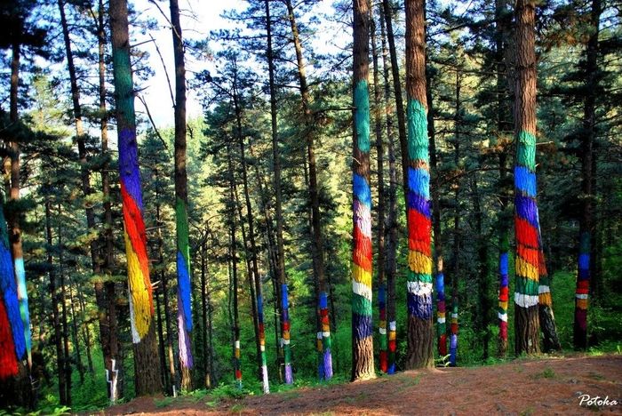 Bosque de Oma