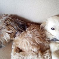 Los nenes de casa
