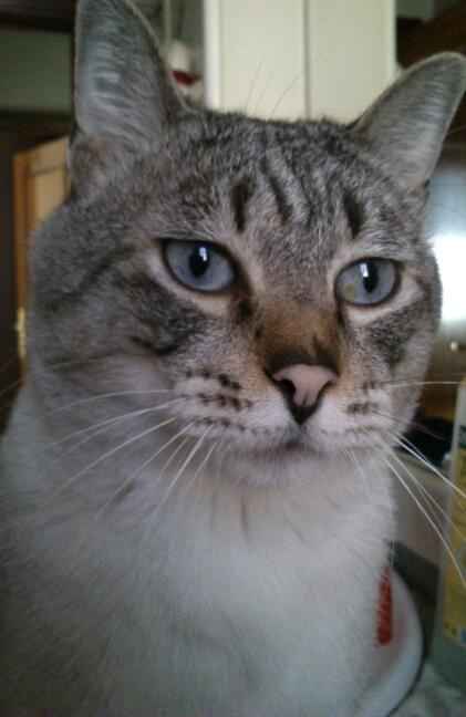 gatino