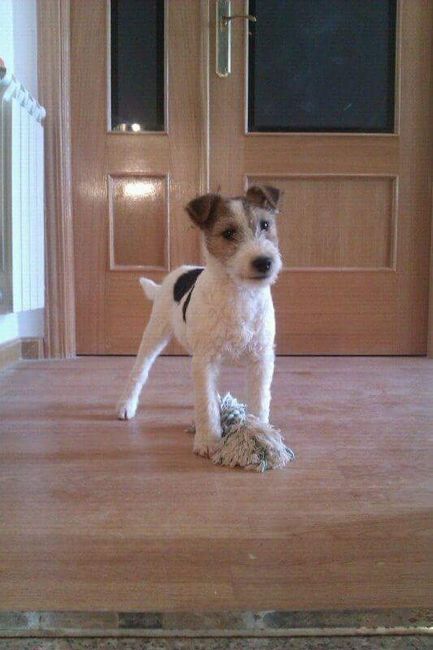 Nuestras mascotas!! - 1