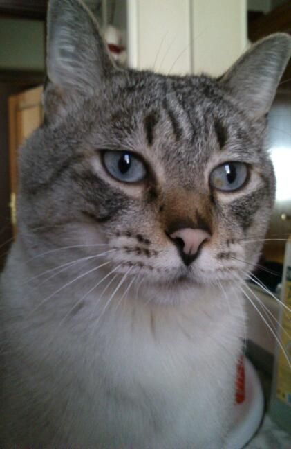 gatino