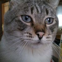 gatino