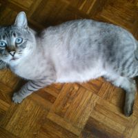 se llama oscar