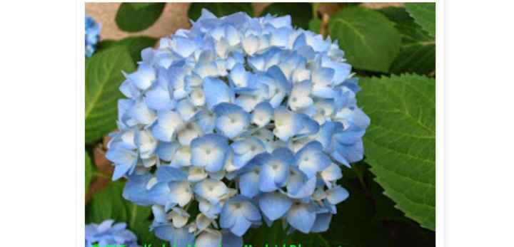 Flores - 1