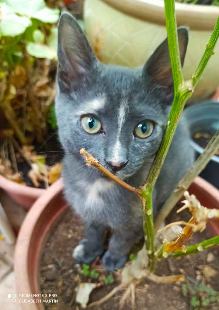Mascotas en casa, ¿sí o no? - 4