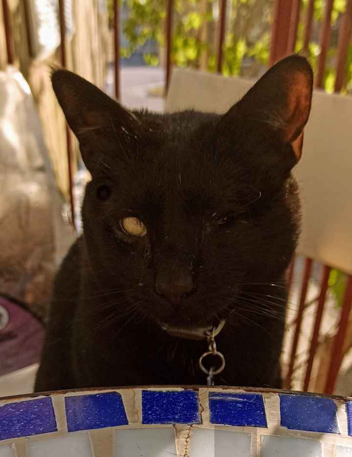 El peludito presente en vuestra boda es...🐱 - 1