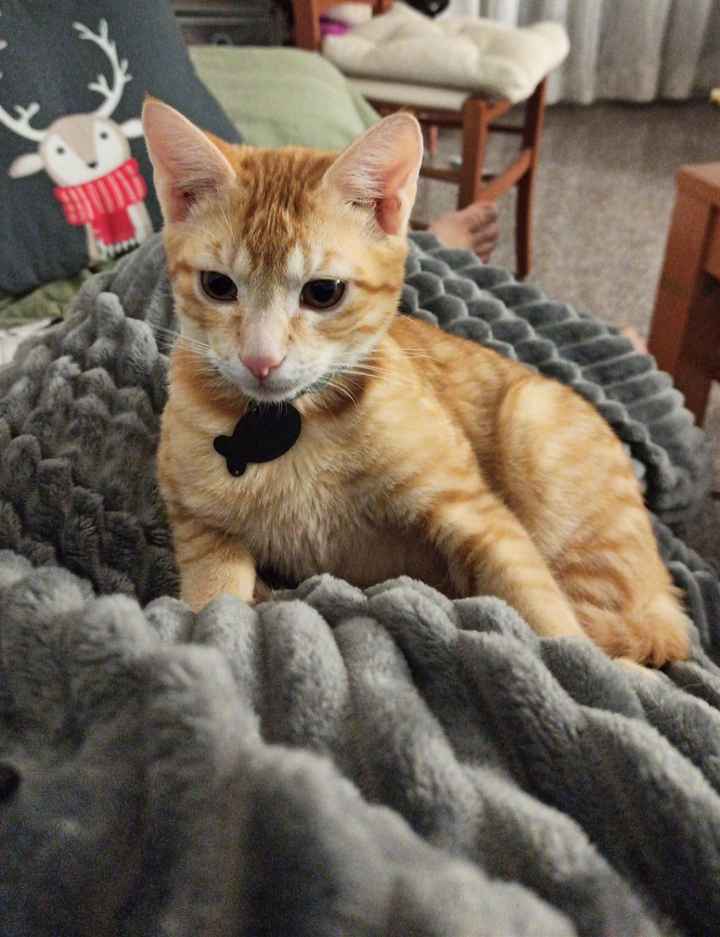 El peludito presente en vuestra boda es...🐱 - 2