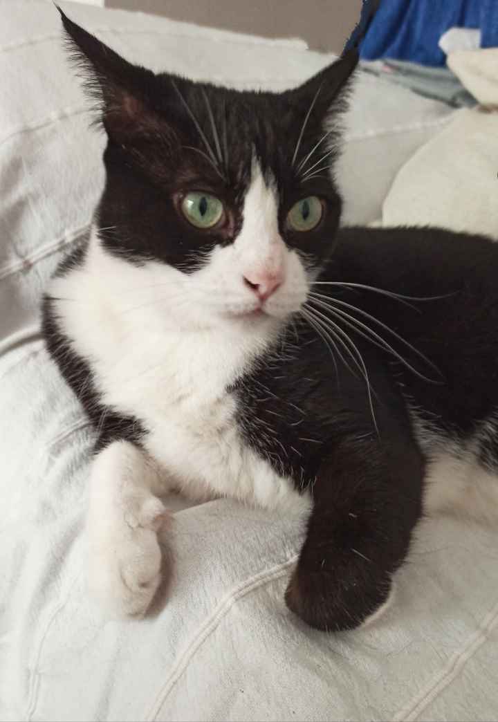 El peludito presente en vuestra boda es...🐱 - 3