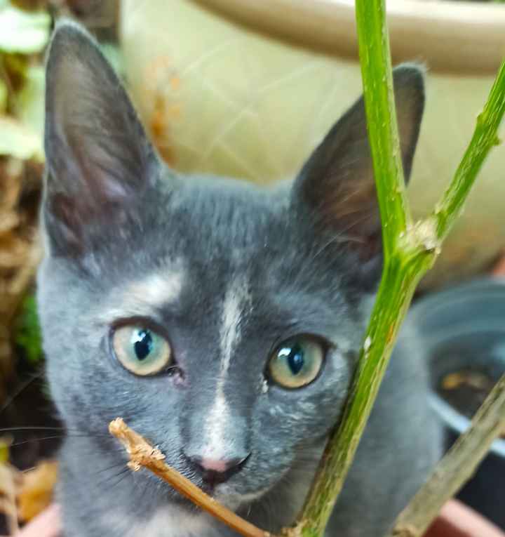 El peludito presente en vuestra boda es...🐱 - 4