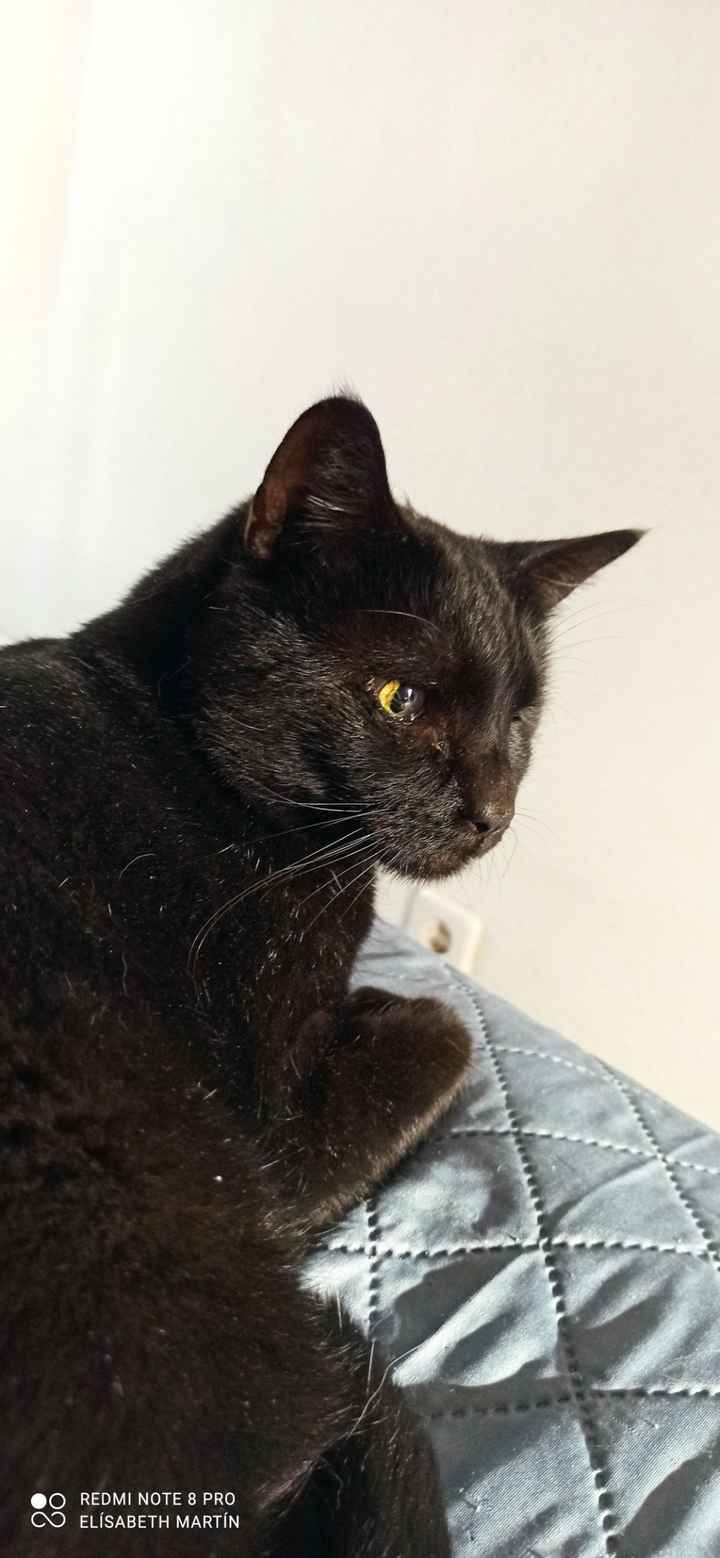 ¿Cómo se llaman vuestros peluditos? 🐱 - 1
