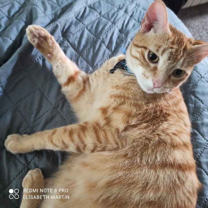 ¿Cómo se llaman vuestros peluditos? 🐱 - 2