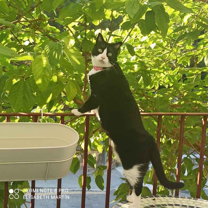 ¿Cómo se llaman vuestros peluditos? 🐱 - 3