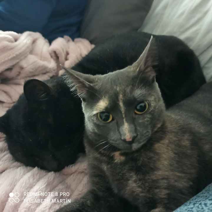¿Cómo se llaman vuestros peluditos? 🐱 - 4