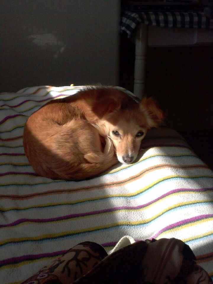 ¿Cómo se llama vuestra mascota? - 1