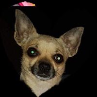  Alguien que entienda un poco de fotoss.... - 2