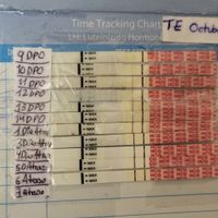 ✨️🤍 Buscadoras Octubre 🤍✨️ - 1