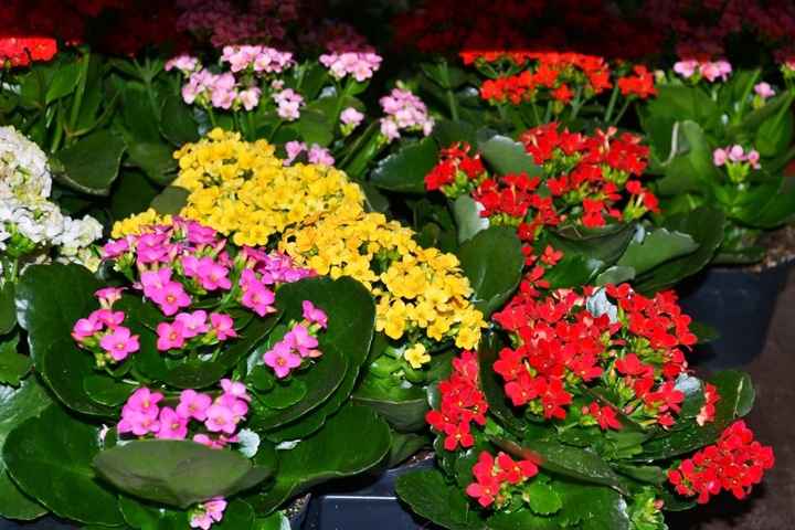 kalanchoe