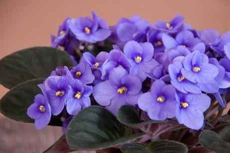 violeta africana
