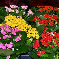 kalanchoe