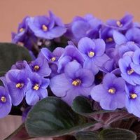 violeta africana