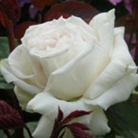 Rosa blanca