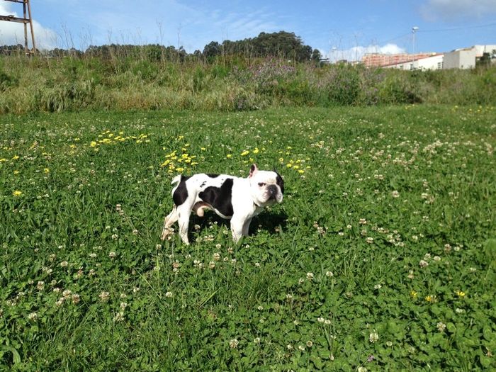 Las mascotas también participan - 1