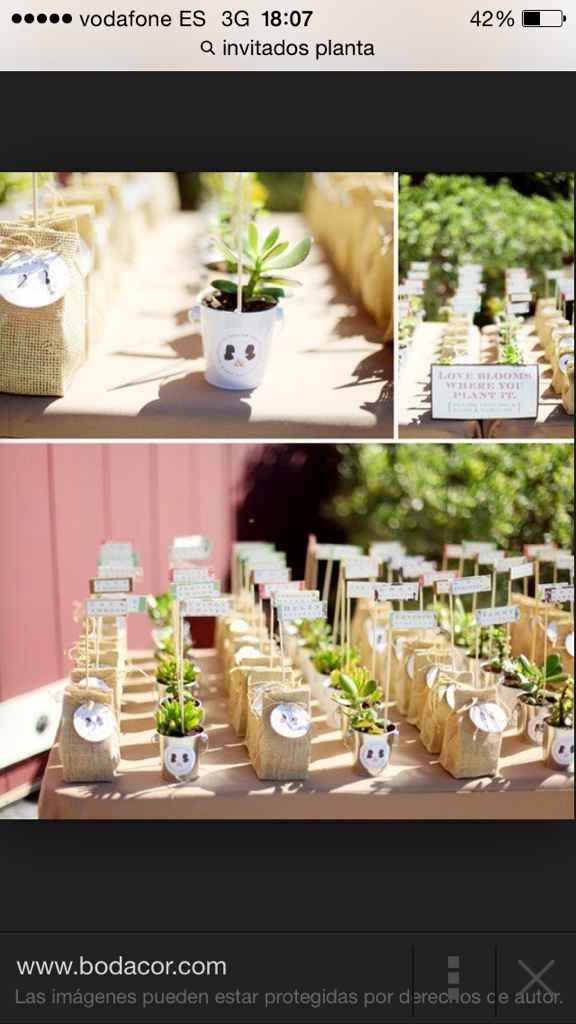 Que os parece regalar plantas como detalles? - 1