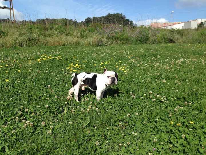 Las mascotas también participan - 1
