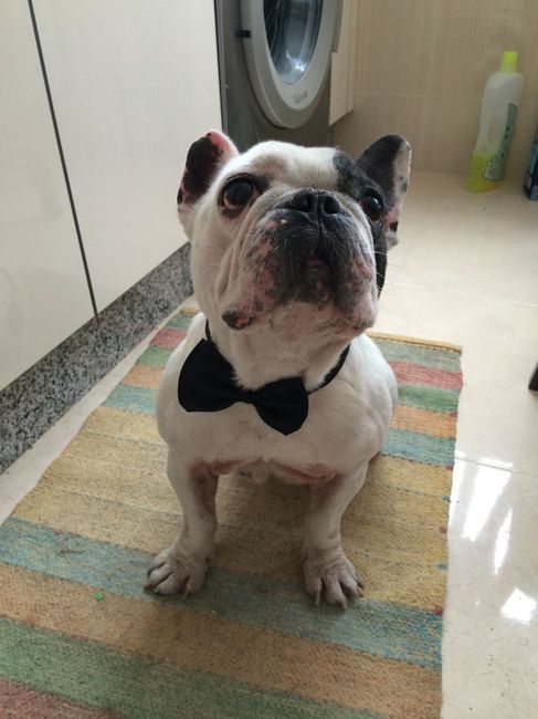Las mascotas van de boda - 1