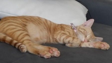 Nuestras mascotas!! - 1