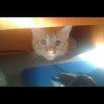 Jose