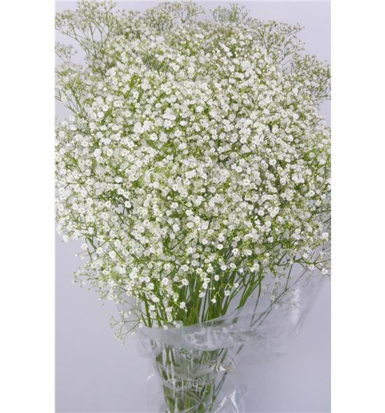 Ramos de paniculata 2