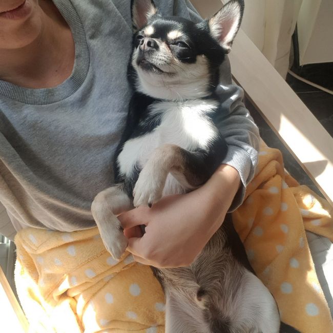 ¿Cómo se llama vuestra mascota? 🐶 30