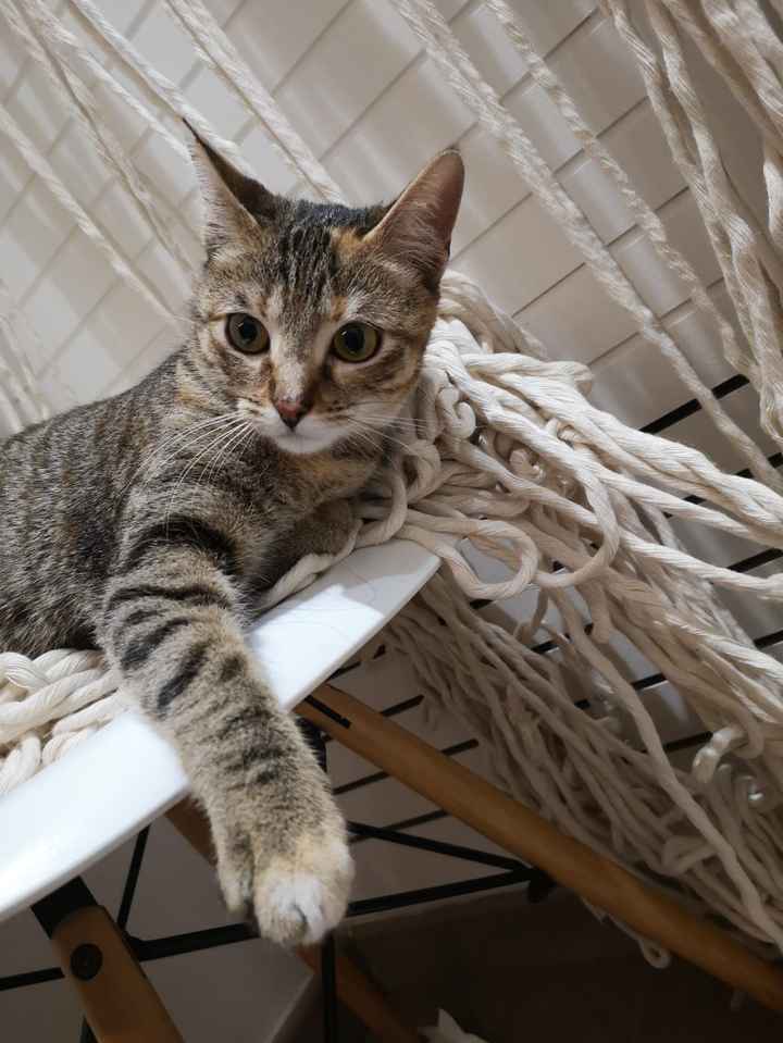 ¿Tenéis peluditos en casa? - 1