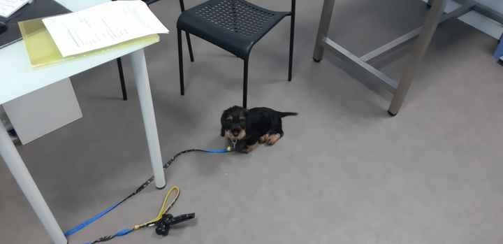 ¿Tener mascota o no? - 1