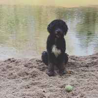 ¿Perro en la boda? ¿Sí o no? - 1