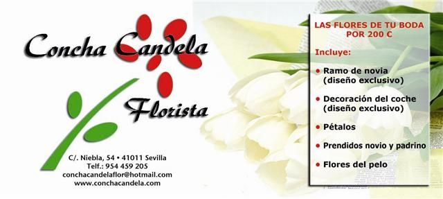 FLORISTERIA CONCHA CANDELA