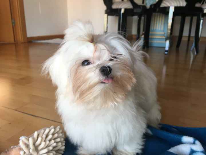Si hoy me casara, lo haría con... ¡esta MASCOTA! - 1