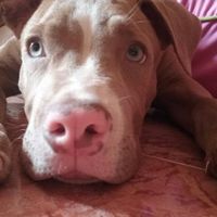  Cuantas quereis que os acompañe vuestro perrihij@!!! - 2