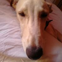  Cuantas quereis que os acompañe vuestro perrihij@!!! - 4