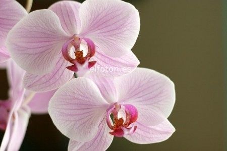 ¿Qué tipo de flores vais a llevar en el ramo? - 1