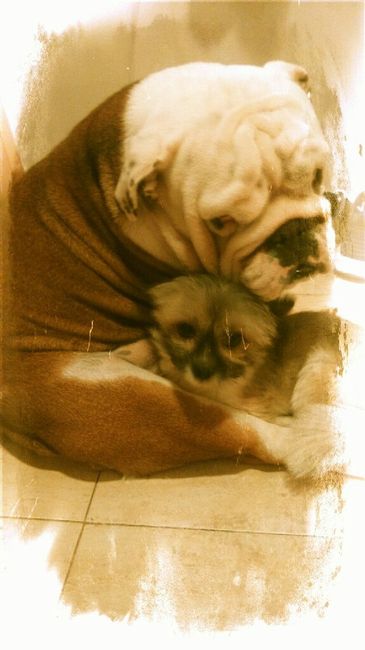 Preboda con nuestras mascotas??? - 1