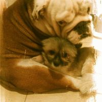 Preboda con nuestras mascotas??? - 1