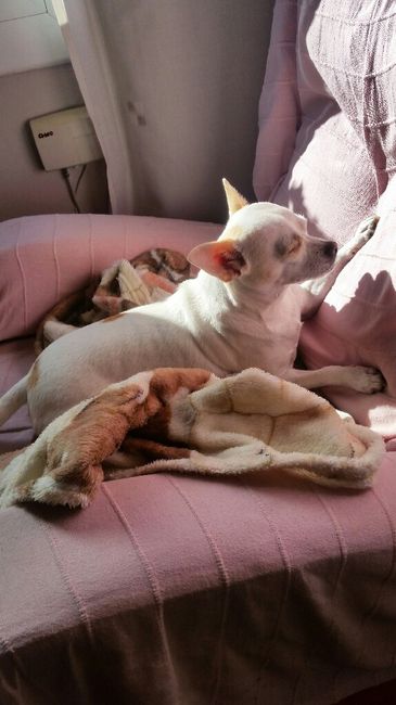 Regalos solidarios caninos - 1