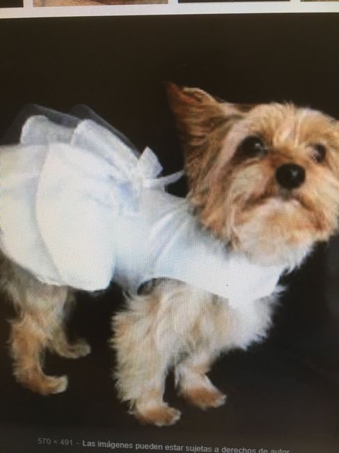 Mascota - 1