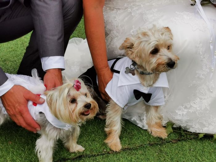 ¿Mascotas en la boda? - 1