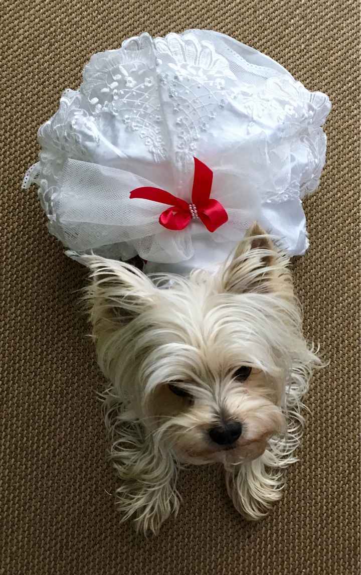 Mi pajecita especial - 1