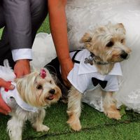¿Mascotas en la boda? - 1